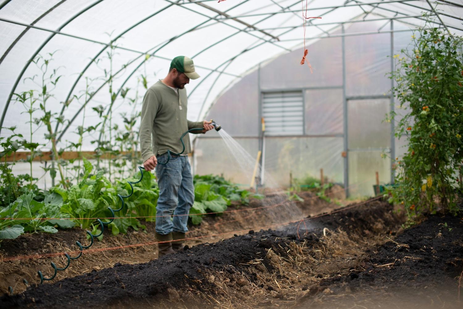 A person watering plants in a greenhouse. 